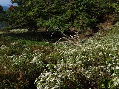 c0097754_12222427.jpg