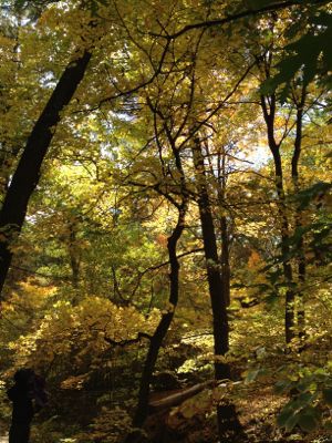 週末旅行Starved Rock★_f0208254_153281.jpg