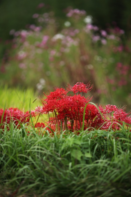 明日香村 彼岸花 その４_a0176855_23274773.jpg