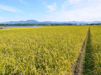 砂田米　ご飯がごちそうになるお米の稲刈り　その１_a0254656_18314482.jpg