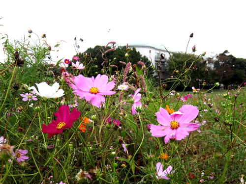 葛西臨海公園を歩く 12 10 8 From76 葛西臨海公園を歩く 12 10 8 From76