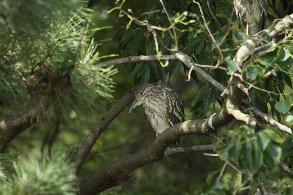 ホシゴイ　と　水辺の鳥たち_a0161063_853661.jpg