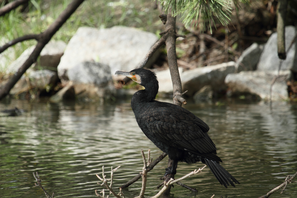 ホシゴイ　と　水辺の鳥たち_a0161063_8564131.jpg