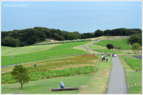 淡路島②　花の島_a0153577_22203467.jpg