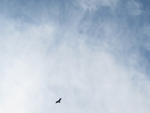 鳥とぶ空と、日の光うつる水…此処は、瀬田（勢多）の唐橋の上♪_f0203477_13563046.jpg