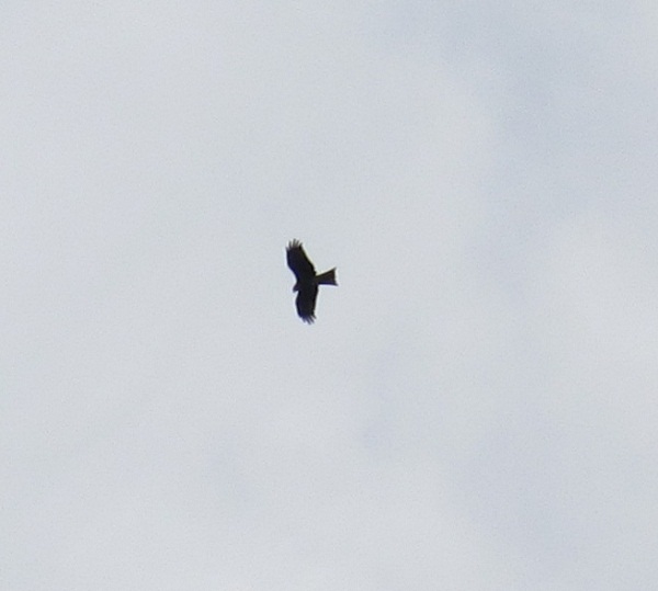 鳥とぶ空と、日の光うつる水…此処は、瀬田（勢多）の唐橋の上♪_f0203477_13573862.jpg