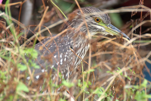 最近の野鳥。新しい方から。。（目撃日、前後あり）_b0084378_22311944.jpg