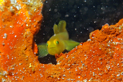 2012年10月11日(木) 須江内浦ビーチ写真_b0137083_21332882.jpg