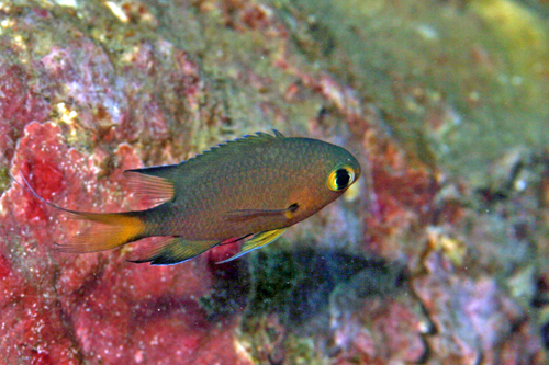2012年10月11日(木) 須江内浦ビーチ写真_b0137083_2145398.jpg