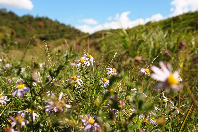 ため池の秋草_b0108186_202541.jpg