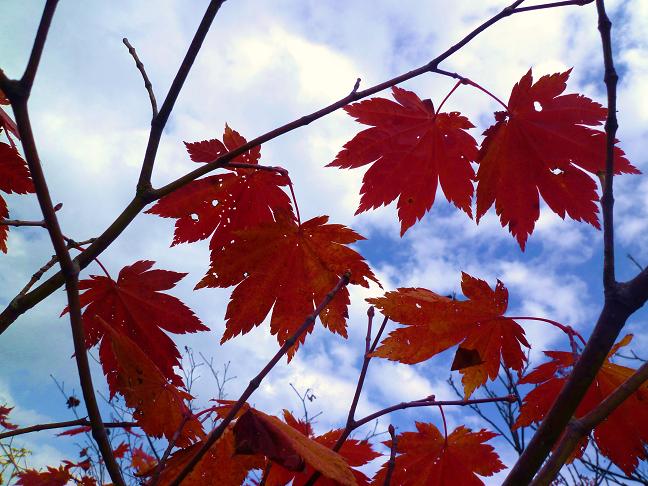 野谷荘司山2012-10-11　紅葉狩り_d0182188_21193121.jpg