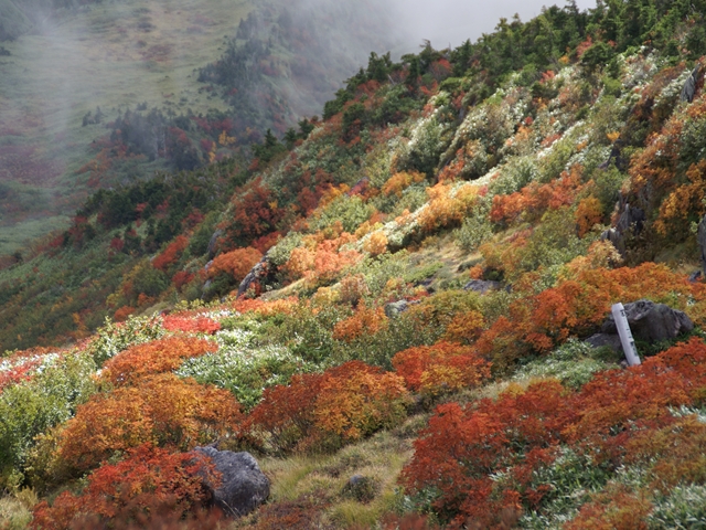 速報　白山　トンビ岩コースの紅葉_e0271890_11353813.jpg