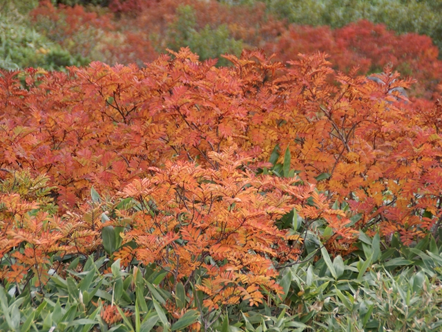 速報　白山　トンビ岩コースの紅葉_e0271890_11373755.jpg