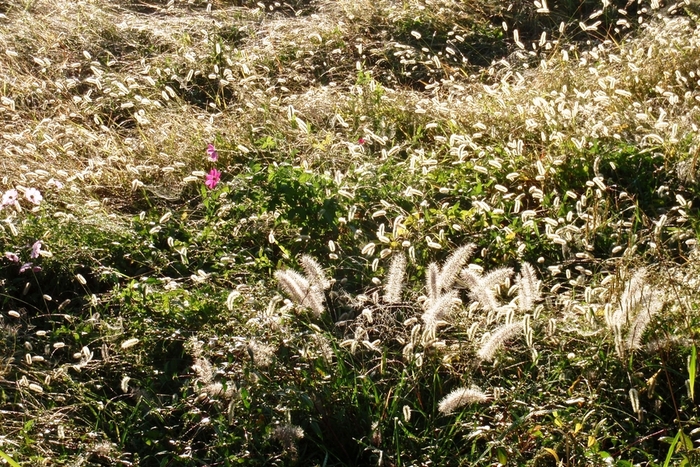 d0069498_1321461.jpg