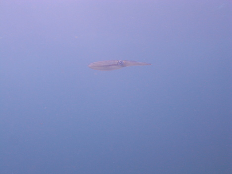 e0115199_14123273.jpg