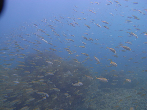 e0115199_14124137.jpg