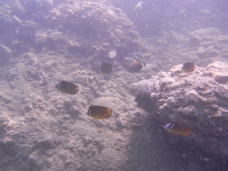 e0115199_22481142.jpg