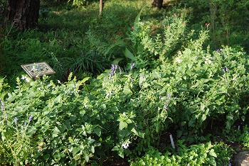 c0124100_18481230.jpg