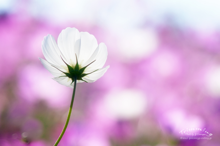 Trimming #242　[Cosmos which shines]_d0107811_23134253.jpg