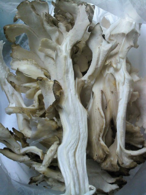 a0169321_21293721.jpg