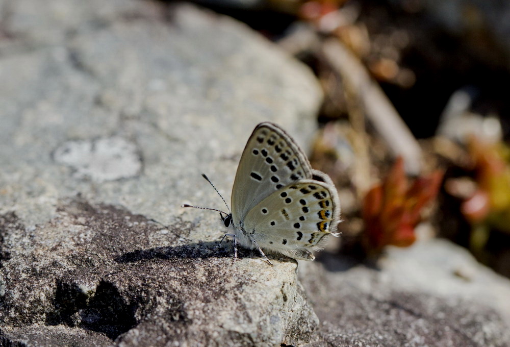 d0090322_1734644.jpg