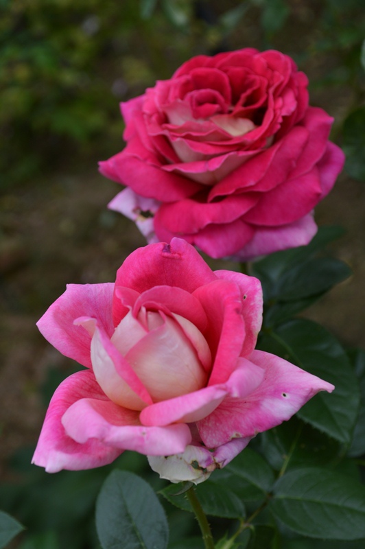 d0096422_836288.jpg