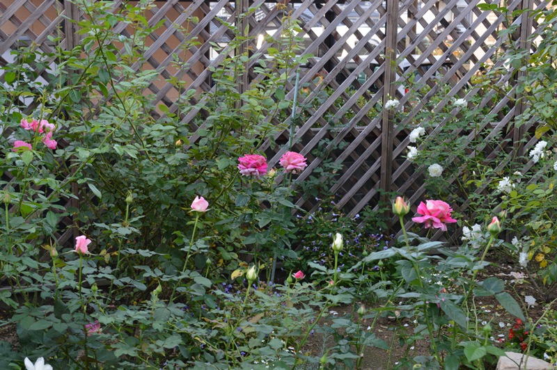 d0096422_8493976.jpg