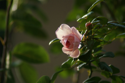 f0170524_954244.jpg