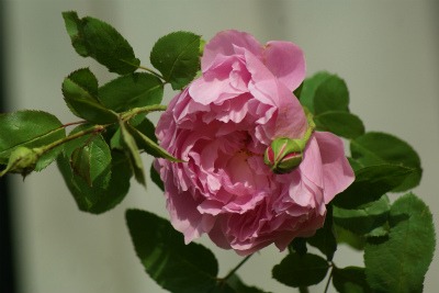 f0170524_9585197.jpg