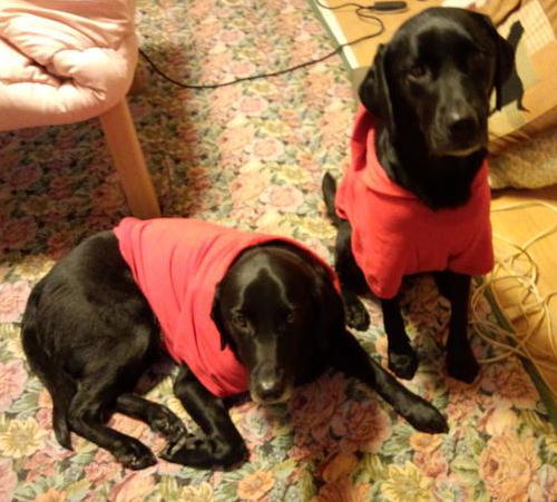 e0125131_20114016.jpg