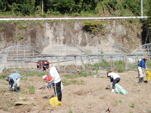 Work in Vegetable field_f0187336_17483056.jpg