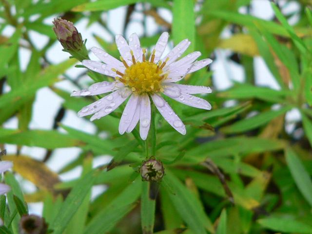 細葉紺菊 ホソバコンギク 今日の花