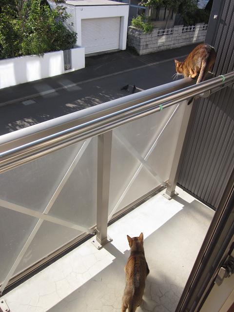 猫的 戦闘態勢 こ ちゃんのすっとこドッコイなお家の暮らし４