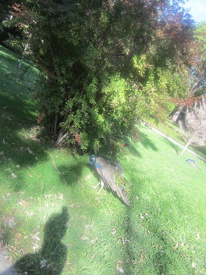 e0120938_205921100.jpg