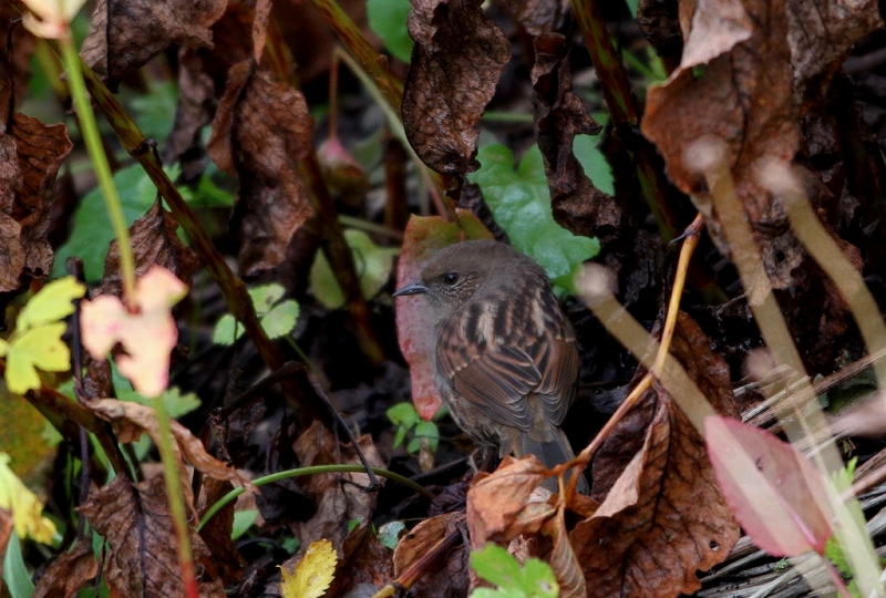 紅葉とカヤクグリ_f0206138_20114445.jpg