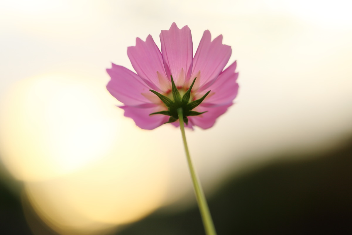 秋桜　夕陽に煌く_d0135242_2251736.jpg