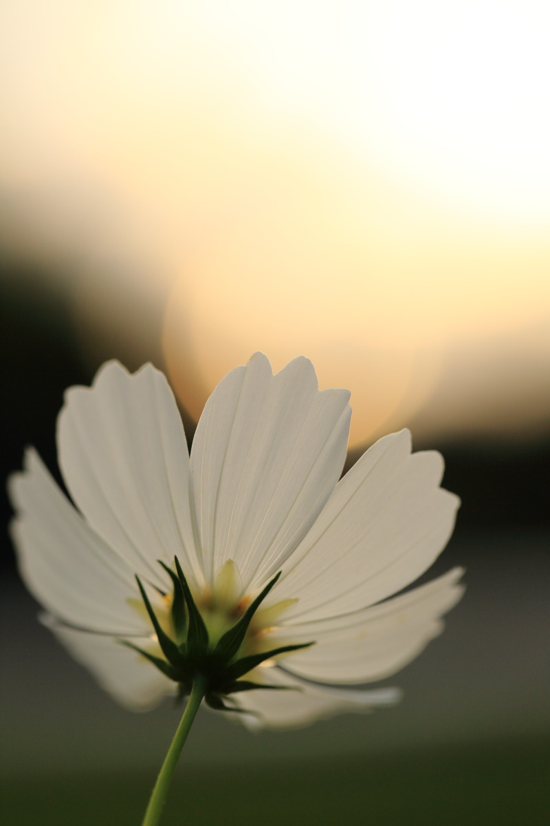 秋桜　夕陽に煌く_d0135242_2254277.jpg