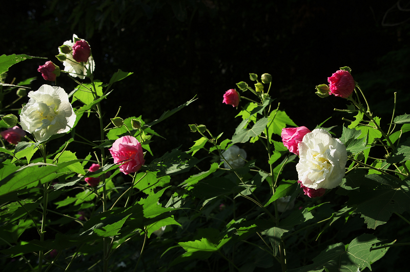 酔芙蓉の寺（大乗寺）_f0155048_22593284.jpg