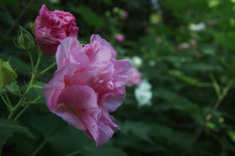 酔芙蓉の寺（大乗寺）_f0155048_2331716.jpg