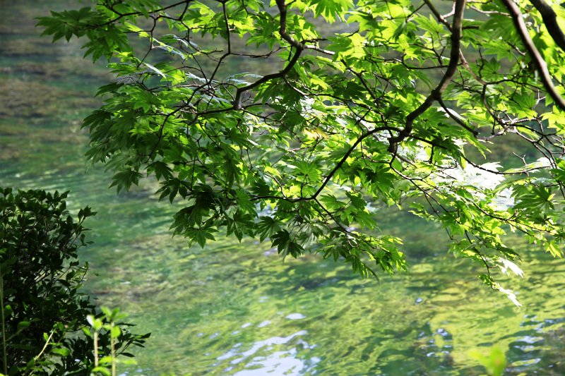 信州旅行～2012 晩夏～　⑤ 雲場池までサイクリング♫_c0043751_15285413.jpg