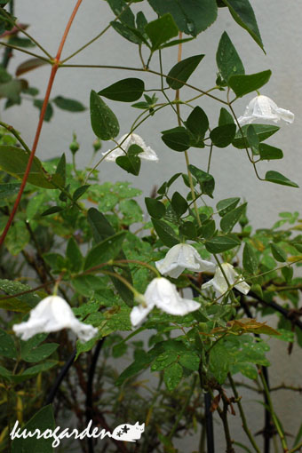 e0119151_15201254.jpg