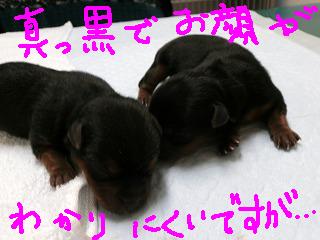帝王切開のope_b0059154_1764728.jpg