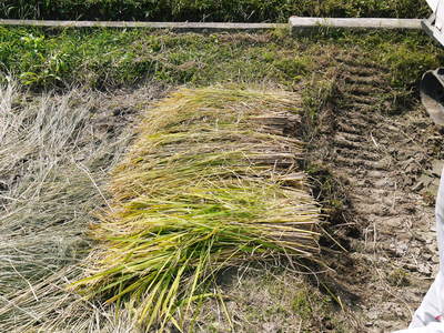 砂田米　ご飯がごちそうになるお米の稲刈り　その2_a0254656_16251160.jpg