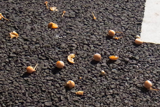 c0016056_23341239.jpg