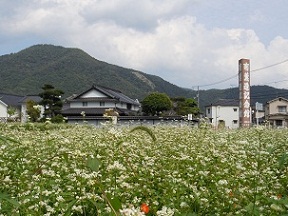 そばに実が付いたよ~!_e0175370_10204535.jpg
