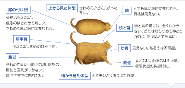 にゃんこ・・・_e0288670_1524058.gif