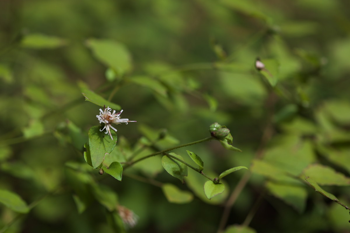 万葉植物園　キバナアキギリ（黄花秋桐）他_a0083081_1810538.jpg