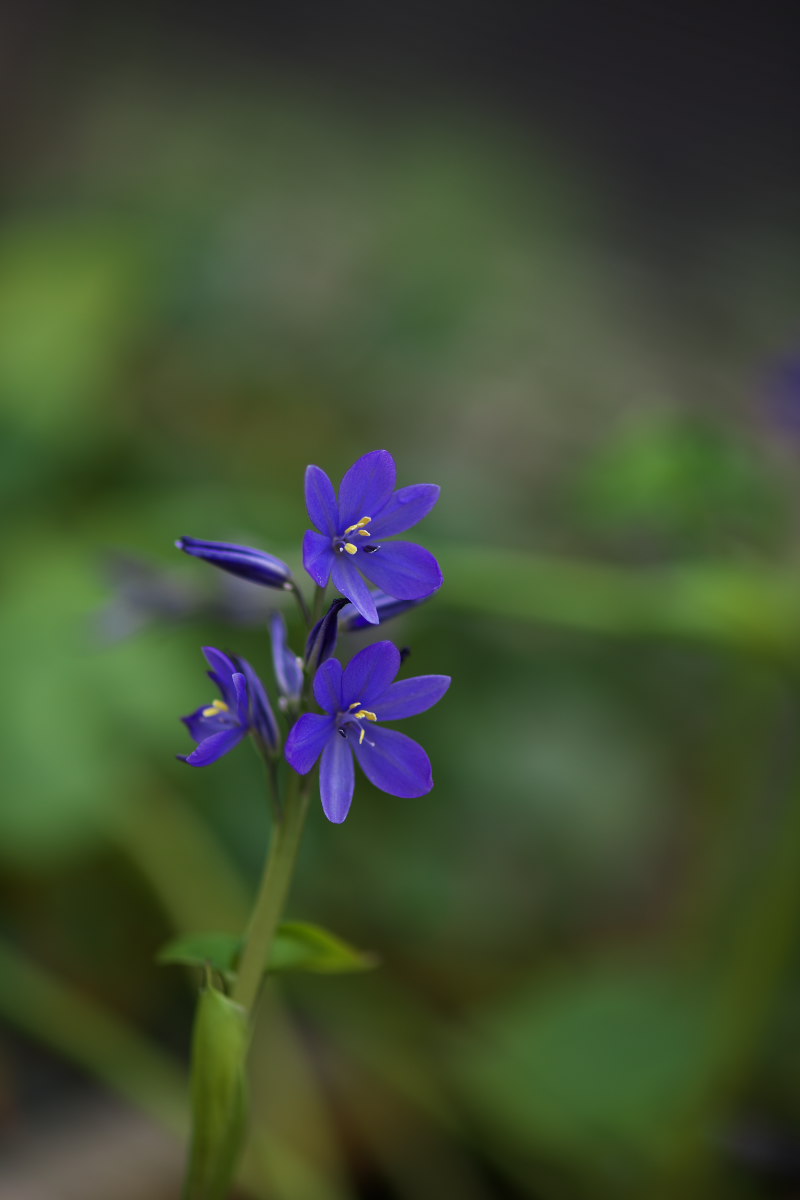 万葉植物園　キバナアキギリ（黄花秋桐）他_a0083081_18114019.jpg