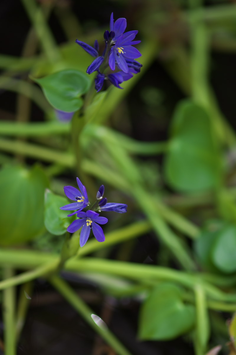 万葉植物園　キバナアキギリ（黄花秋桐）他_a0083081_1812916.jpg