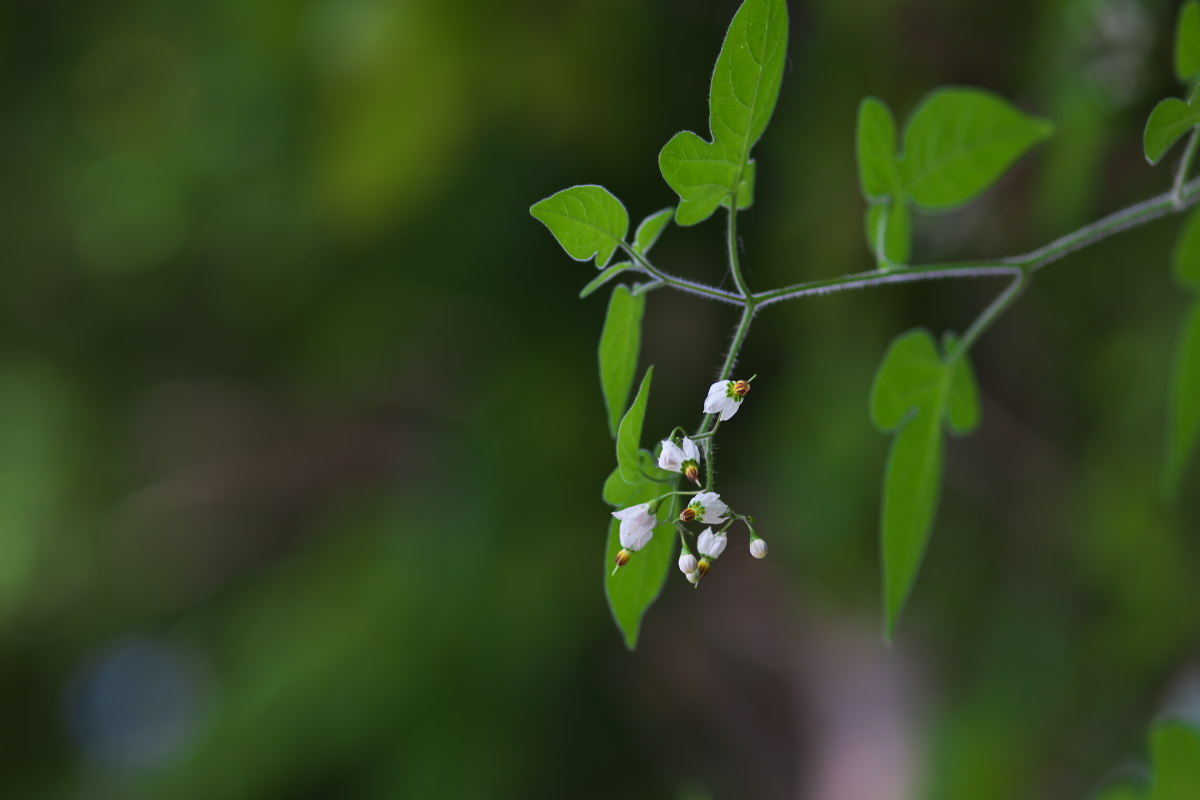 万葉植物園　キバナアキギリ（黄花秋桐）他_a0083081_18133782.jpg